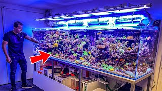 Most Beautiful Private Reef Tanks 400 GALLON [upl. by Strohben]