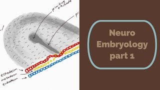 Neuro Embryology part 1 [upl. by Brenner]