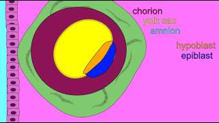 EMBRYONIC DEVELOPMENT EXTRAEMBRYONIC MEMBRANES [upl. by Inness]