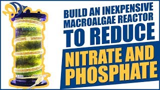 Build an inexpensive Macroalgae Reactor to reduce Nitrate and Phosphate [upl. by Durware]