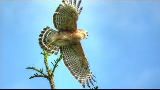 Red Shouldered Hawk Calling [upl. by Nairoc698]