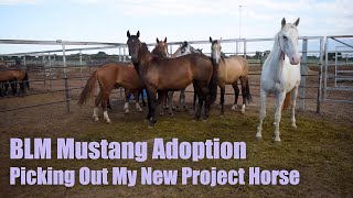 BLM MUSTANG ADOPTION  Picking Out My New Project Horse [upl. by Aliab292]