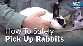 How to Pick Up Rabbits [upl. by Maroney577]