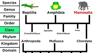 Phylogeny and the Tree of Life [upl. by Halueb]