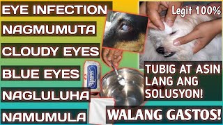 PINAKAMABISANG GAMOT SA MGA PROBLEMA SA MATA NG ATING MGA ALAGANG ASOWATERampSALT 100LEGIT 3 [upl. by Gnouh]