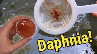 How I Culture Daphnia In Outdoor Tubs [upl. by Gavrah952]