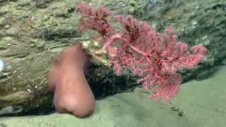 Habitat Exploration DeepSea Corals [upl. by Enaid]