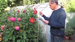 How to grow dahlias step by step the Geoff amp Heather way [upl. by Schreib]