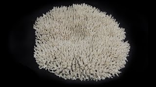 Preserving the Dry Coral Collection [upl. by Damien]