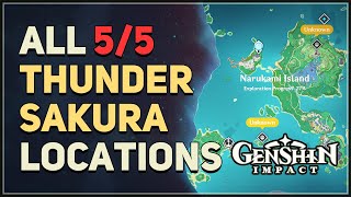 All 5 Thunder Sakura Locations Genshin Impact Sakura Arborism [upl. by Animsaj]