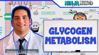 Metabolism  Regulation of Glycogen Metabolism [upl. by Kylila299]