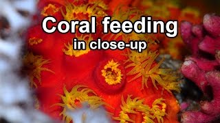 Coral feeding in closeup [upl. by Simsar]