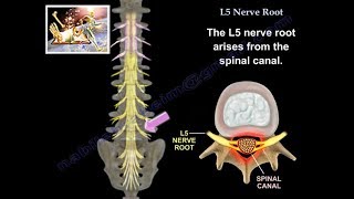 L5 Nerve Root  Everything You Need To Know  Dr Nabil Ebraheim [upl. by Corissa]