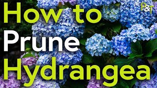 How to Prune Hydrangea A Martin Masterclass  Pots amp Trowels [upl. by Ferwerda]