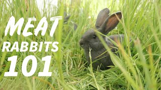 Everything You Need To Know About Raising Rabbits [upl. by Seyler]