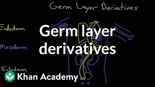 Germ layer derivatives  Behavior  MCAT  Khan Academy [upl. by Nitsew]