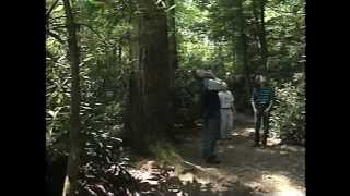 OldGrowth Forests Pennsylvanias Forgotten Giants [upl. by Annaehs]