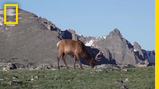 What Are Tundras  National Geographic [upl. by Oneil]