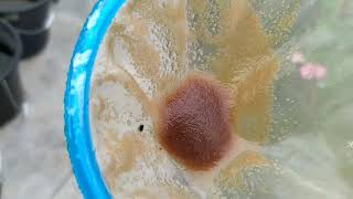 How to culture daphnia moina in a small container Part 1 English Subtitle [upl. by Nevins]