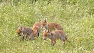 Prachtige natuurfilm quotSpringtime in Flanders fieldsquot Nederlands gesproken [upl. by Rabbaj]