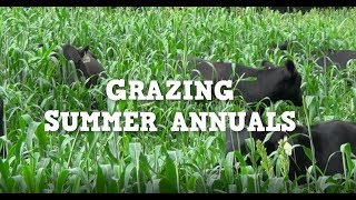 Grazing Summer Annuals [upl. by Ttehr]