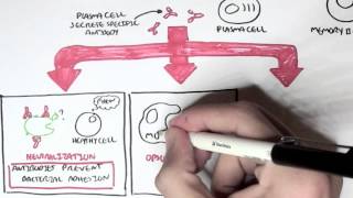 Immunology  Adaptive Immune System [upl. by Purity895]