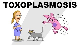 Toxoplasmosis  Plain and Simple [upl. by Darees]