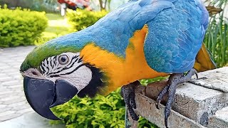 Talking Blue and Gold Macaw [upl. by Eniala729]