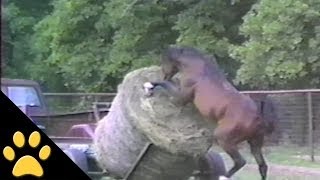 Horses Ponies and Fails Compilation [upl. by Hillari]