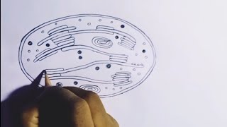 How to draw Chloroplast [upl. by Leila]