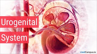 Embryology Urogenital System [upl. by Llenor973]