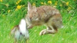 2 Rabbits Running Jumping and Playing Around [upl. by Mckinney]