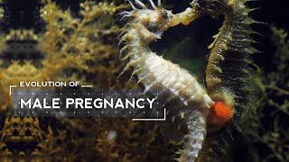 How Male Seahorses Evolved to Give Birth [upl. by Simmonds655]