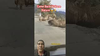 Come Back Vulture Nature🦅😱🥰🙏 comevulture  wildlife birds nature trending shorts 🙏🙏 [upl. by Miko840]