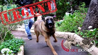 URGENT  MALINOIS À LADOPTION  ADOPTÉ [upl. by Mossman]