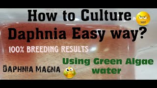 Daphnia MagnaHow to Culture Daphnia Easy wayCulturing Daphnia using Green water Daphnia [upl. by Aiekram]