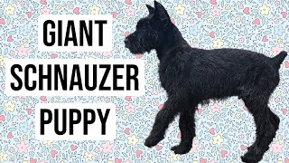 Giant Schnauzer Puppy [upl. by Naud328]