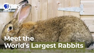 Meet the Worlds Largest Rabbits [upl. by Strep867]