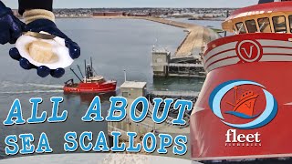 SeaTube quotAll About Scallopsquot  OceansFleet Fisheries  An Informative Series [upl. by Carmena918]