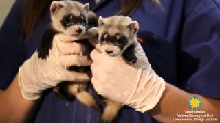 Black footed ferret kits summer 2015 [upl. by Claiborn343]