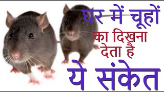 घर में चूहों का दिखना देता है ये संकेत Chuhe Mouse in Home बिना मारे चूहे भागने का सबसे सरल तरीका [upl. by Yemerej]