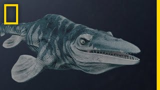 Mosasaurs 101  National Geographic [upl. by Schaab]