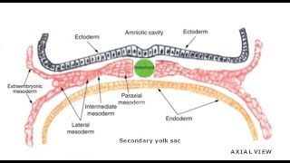 EMBRYOLOGY VII Intraembryonic Mesoderm Differentiation [upl. by Dranel406]