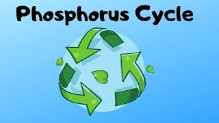 Phosphorus Cycle Steps [upl. by Nave]