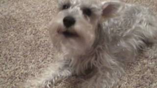 Funny Miniature Schnauzer Dog Bark [upl. by Sayce]