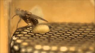 Female Tsetse Fly Giving Birth [upl. by Quennie]