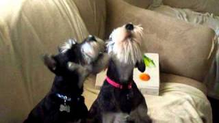 Mini Schnauzer Howl Duke and Duchess [upl. by Siul]