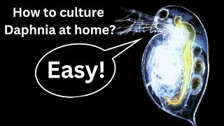 BEST Live Fish Food Beginner guide How to Culture Daphnia at home [upl. by Taffy663]