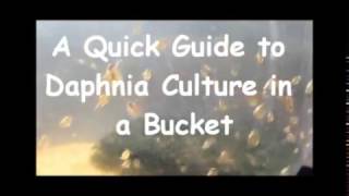 How to culture daphnia outside [upl. by Naret706]