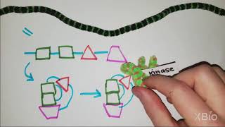 What is Phosphorylation [upl. by Morissa139]